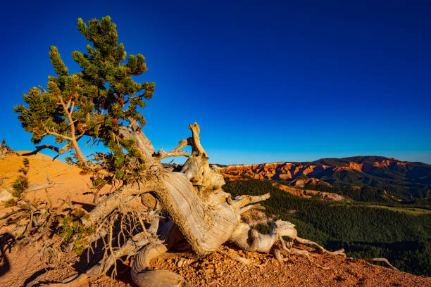 istock Bristlecone Pine in the Twisted Forest on Cedar Mountain 1411292472