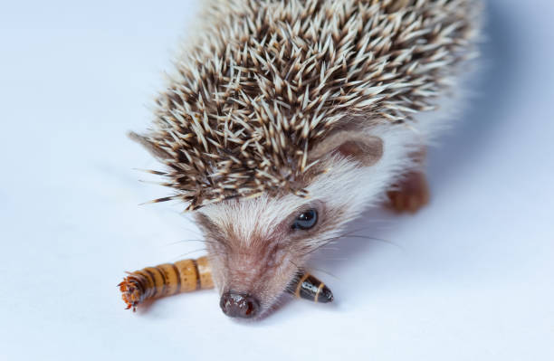 istock A pet hedgehog eats a larva of a mealworm on a white background close-up. 1411292678