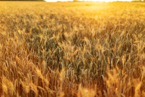 istock Agricultural wheat field 1411294632