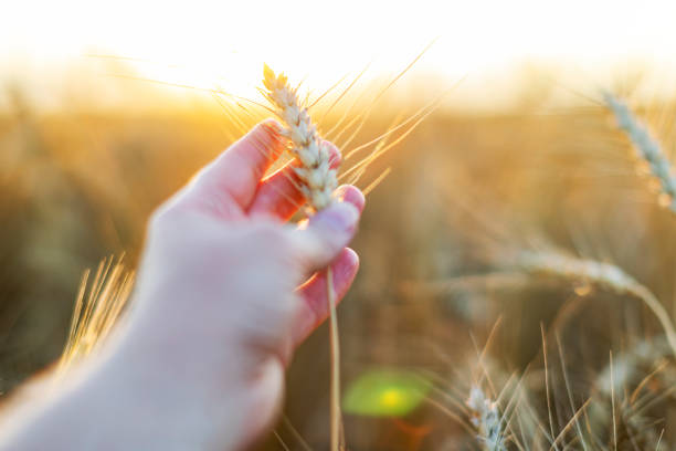 istock Closeup of hand with wheat 1411294676