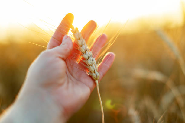 istock Closeup of hand with wheat 1411294677