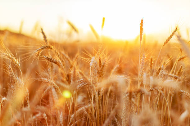 istock Closeup of wheat field 1411294694