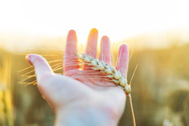 istock Closeup of hand with wheat 1411294707
