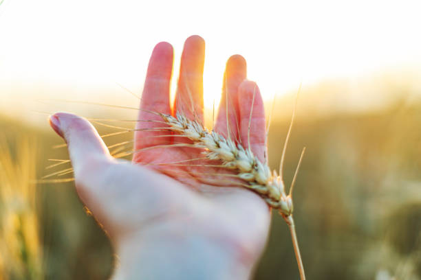 istock Closeup of hand with wheat 1411294719