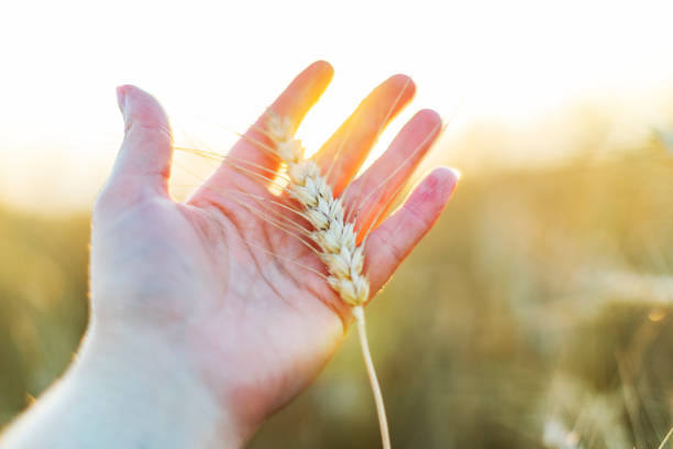istock Closeup of hand with wheat 1411294727