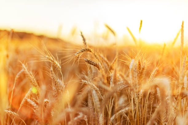 Closeup of wheat field