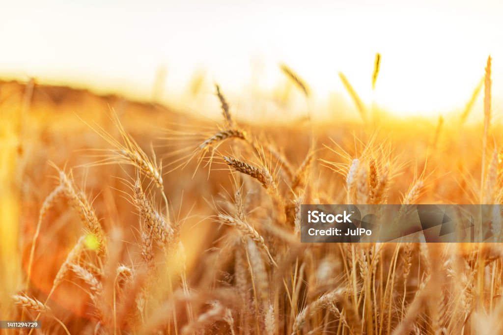 Closeup of wheat field Wheat Stock Photo