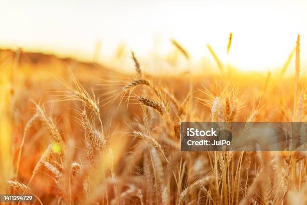 Closeup Of Wheat Field Stock Photo - Download Image Now - Wheat, Agricultural Field, Gold Colored