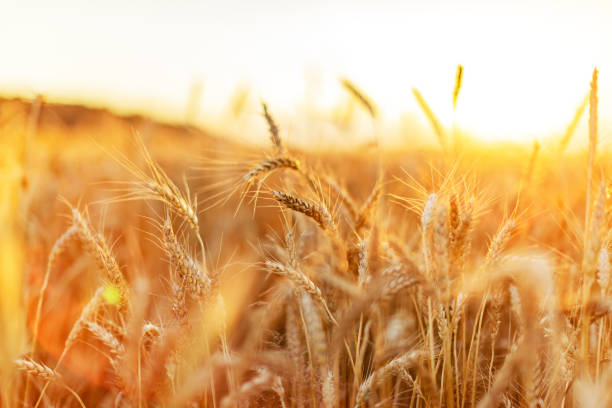 closeup of wheat field - golden wheat imagens e fotografias de stock
