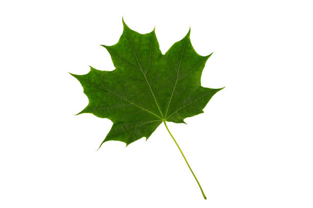 istock Green maple leaf close-up isolated on white background 1411295776