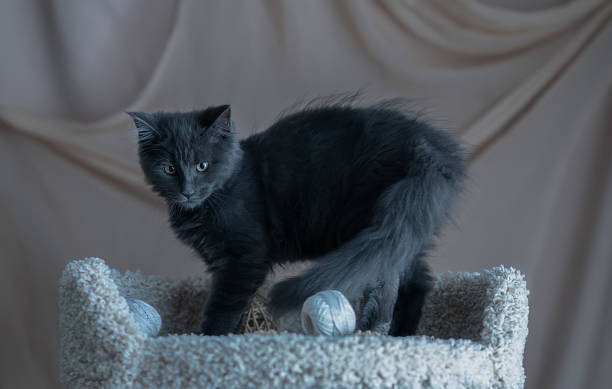 istock Cute little kitten of maine coon 1411298921