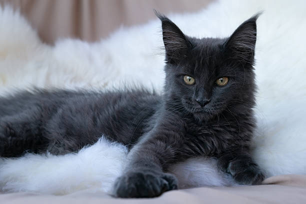 3,500+ Black Maine Coon Cat Stock Photos, Pictures & Royalty-Free Images -  Istock