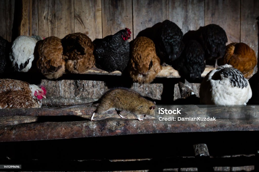 Brown rat (Rattus norvegicus) Rat (Rattus norvegicus) in the chicken coop (henhouse). Agriculture Stock Photo