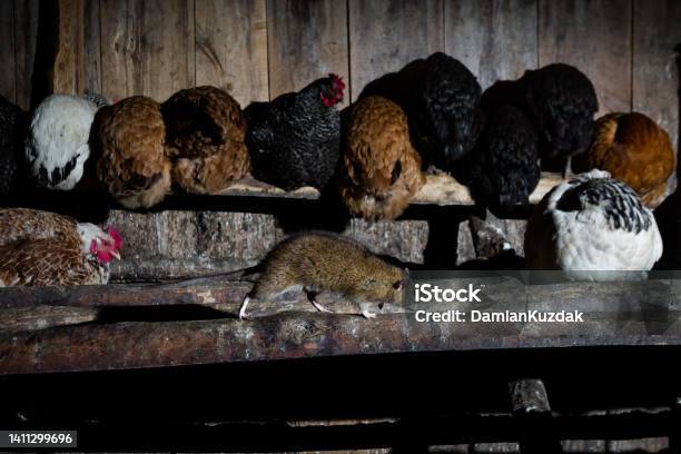 Brown Rat Stock Photo - Download Image Now - Agriculture, Animal, Animal Behavior