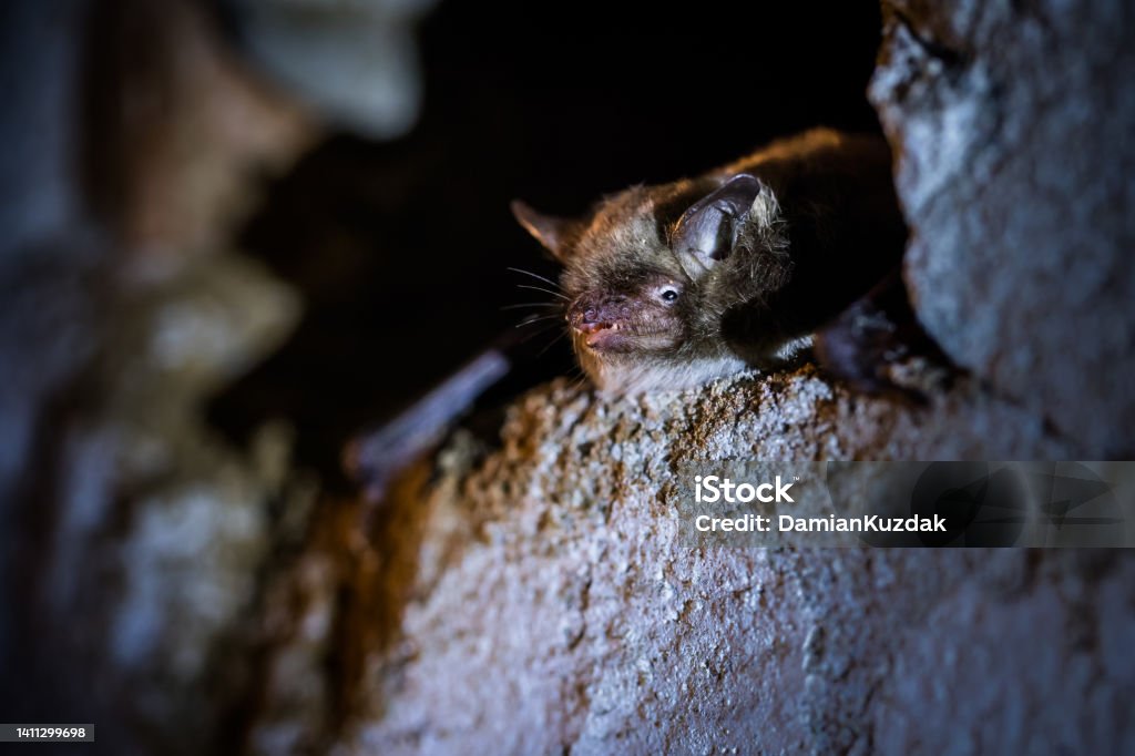 Hibernating bat. Hibernating bat in wall cavity of house building. Daubenton's bat or Daubenton's myotis (Myotis daubentonii). Bat - Animal Stock Photo