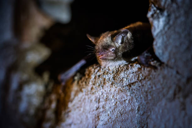 Hibernating bat. Hibernating bat in wall cavity of house building. Daubenton's bat or Daubenton's myotis (Myotis daubentonii). bat animal stock pictures, royalty-free photos & images