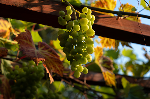 Single bunch of White Wine Grapes on sunset