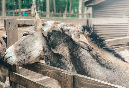 Close-up portrait of beautiful donkeys on a clear day.