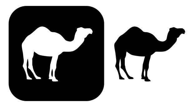 Black And White Camel Icons Vector illustration of two black and white camel icons. dromedary camel stock illustrations