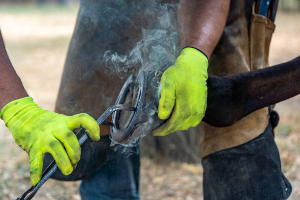 farrier dopasowuje gorącą podkowę do końskiego kopyta. dym wiejący z gorącej podkowy na kopyto. kowal zmieniający podkowę. kowal pracujący z koniem. - barn conversion zdjęcia i obrazy z banku zdjęć