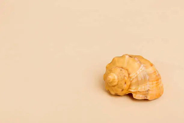 Photo of Beach seashells on colored background. Mock up with copy space