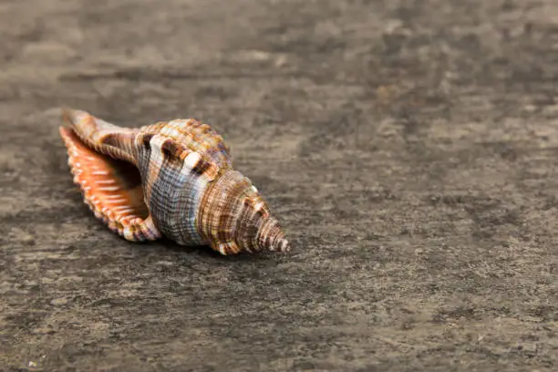 Photo of Beach seashells on colored background. Mock up with copy space