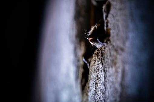 Hibernating bat in wall cavity of house building.