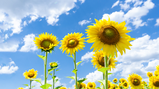 Bright yellow sunflowers in a field on a sunny day. Close-up of a yellow sunflower against a blue sky and other sunflowers