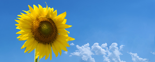 Banner of bright yellow sunflower and blue sky with clouds. Big head of a sunflower close-up, against the background of a summer blue sky and space for copy