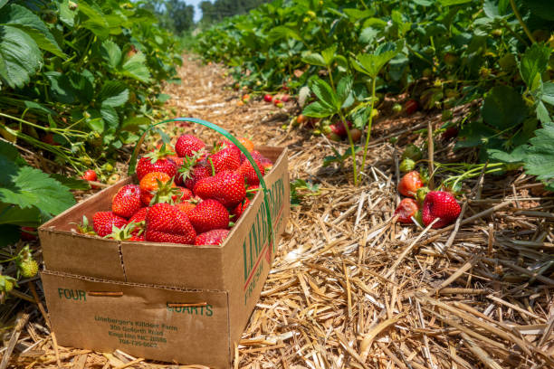 istock ripe red strawberry ready to pick at a local farm 1411304521