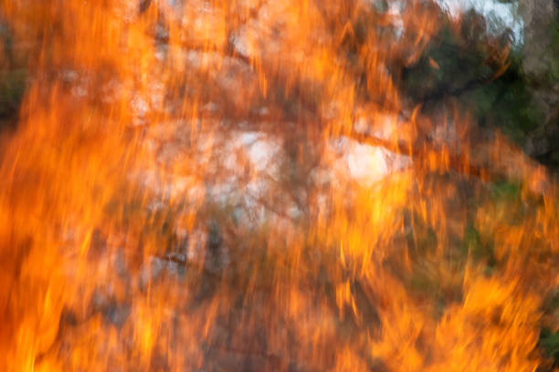 Fiery Inferno in the Woods with Tall Flames Surrounding Pine Trees