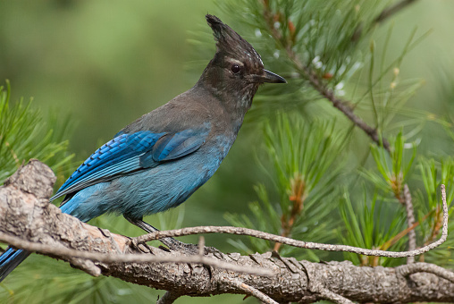 The Steller's Jay (Cyanocitta stelleri) is a common bird in the forests of the western United States.  It is most numerous in dense coniferous woods of the mountains and the northwest coast, where its dark colors blend in well in the shadows. It normally lives in flocks except when nesting.  The Steller's Jay's diet is omnivorous consisting of about  two-thirds vegetable and one-third animal. Pine seeds, acorns, and other nuts and seeds, berries and wild fruits make up the vegetable part of the diet.  The meat part of the diet consists of insects, including beetles, wasps, and wild bees. The Steller's Jay also eats spiders, bird eggs and sometimes small rodents or lizards.  This Steller's Jay was photographed by Walnut Canyon Lakes in Flagstaff, Arizona, USA.