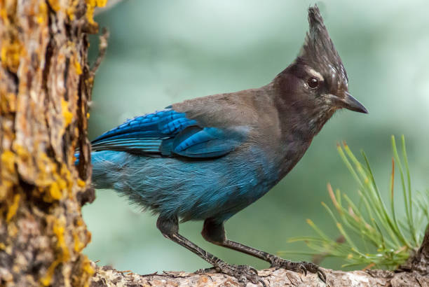 The Steller's Jay (Cyanocitta stelleri) is a common bird in the forests of the western United States.  It is most numerous in dense coniferous woods of the mountains and the northwest coast, where its dark colors blend in well in the shadows. It normally lives in flocks except when nesting.  The Steller's Jay's diet is omnivorous consisting of about  two-thirds vegetable and one-third animal. Pine seeds, acorns, and other nuts and seeds, berries and wild fruits make up the vegetable part of the diet.  The meat part of the diet consists of insects, including beetles, wasps, and wild bees. The Steller's Jay also eats spiders, bird eggs and sometimes small rodents or lizards.  This Steller's Jay was photographed by Walnut Canyon Lakes in Flagstaff, Arizona, USA.