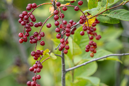 Ripe chokecherries hang in bunches on a branch alongside a country road