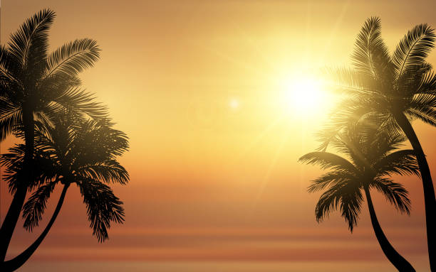 illustrations, cliparts, dessins animés et icônes de illustration vectorielle de coucher de soleil de plage tropicale. silhouette de palmiers contre un coucher de soleil sur l’océan - romance travel backgrounds beaches holidays and celebrations