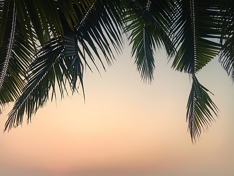 Coconut trees silhouettes on tropical beach at vivid sunset time