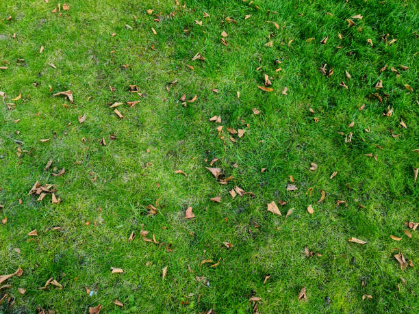 istock Close up surface of green grass on a meadow on a sunny summer day. 1411307855