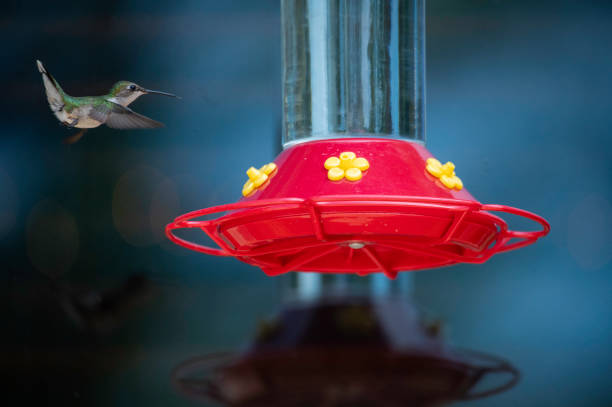 istock Female Ruby Throated Hummingbird at feeder #2 1411308679
