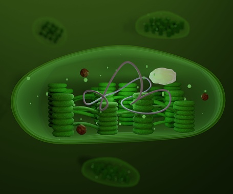 Orgánulos de cloroplasto, estructura dentro de las células de plantas o algas photo