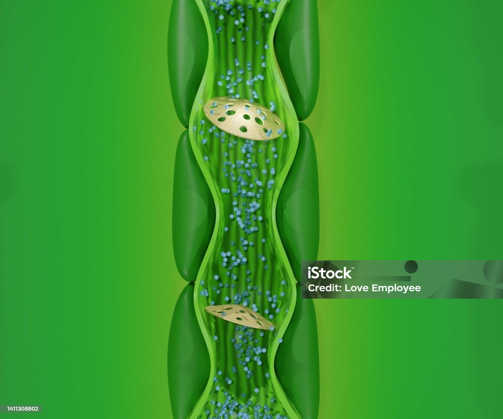 Internal phloem structure from the stem plant Internal phloem structure from the stem plant	3d rendering Anatomy Stock Photo