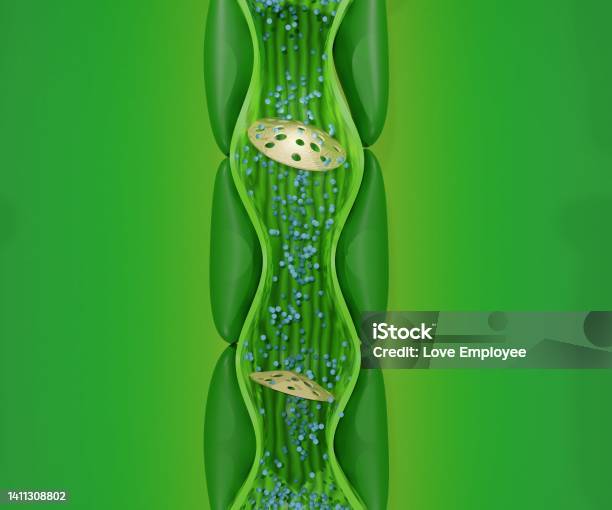 Internal Phloem Structure From The Stem Plant Stock Photo - Download Image Now - Anatomy, Biological Cell, Biology