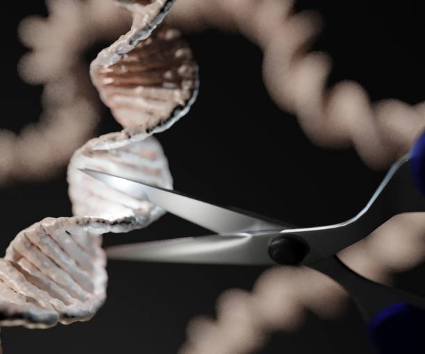 istock CRISPR is a technology that can be used to edit genes. DNA strand with scissors. cutting the helix 1411308864