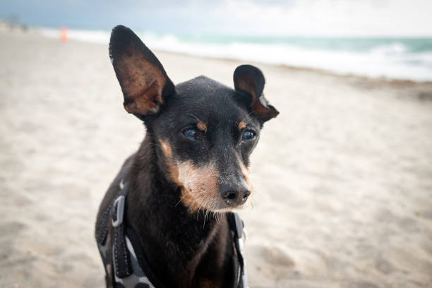 istock Old black pinscher dog at the dog beach 1411309501