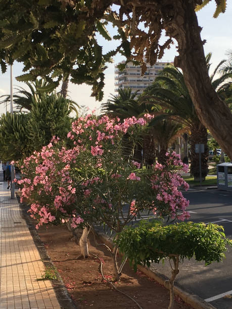 istock Los Cristianos, in Tenerife 1411309635