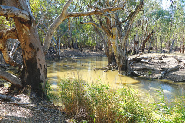 istock Barham,  New South Wales, Australia 1411312641