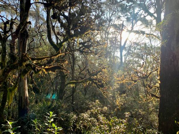 istock New England national park Australia 1411313749