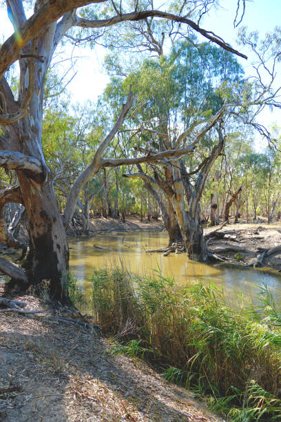 istock Barham,  New South Wales, Australia 1411314364