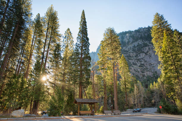 A Morning in Yosemite National Park
