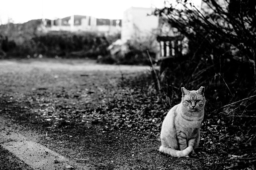 Image of a tabby cat sitting in front of a plant in the park(Monochrome)