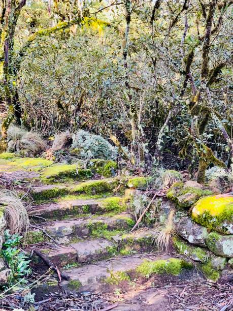 istock New England national park Australia 1411314546